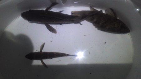 アミパターンに苦戦