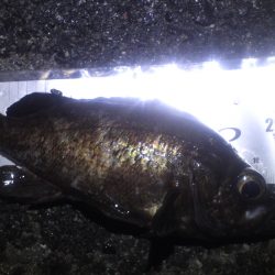 谷川漁港 ベイトが眠ってアミパターン