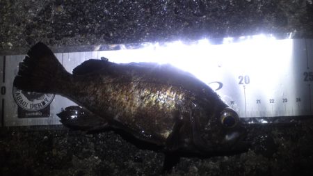 谷川漁港　ベイトが眠ってアミパターン