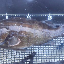 谷川で早朝メバリング