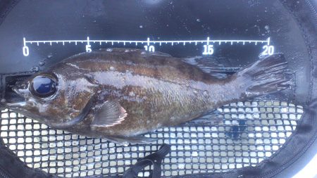 谷川で早朝メバリング