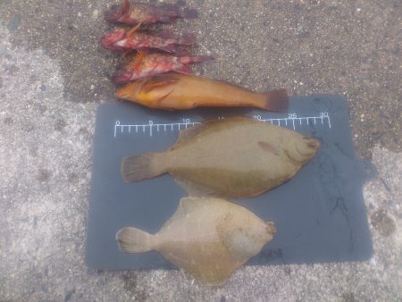 戻りカレイハンティング！