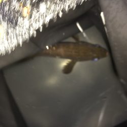 渋めのメバリング