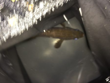 渋めのメバリング