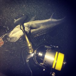 シーバスゲーム