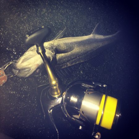 シーバスゲーム