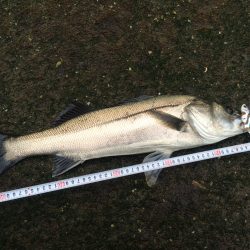 石津川シーバス