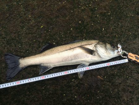 石津川シーバス