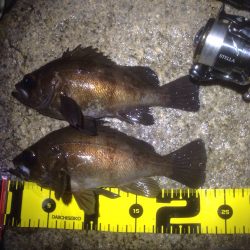 大磯　メバリングでメバル　なんとか２０UP(*^o^*)