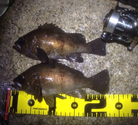 大磯　メバリングでメバル　なんとか２０UP…