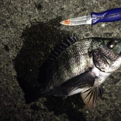 2015年ライトゲーム Vol.1