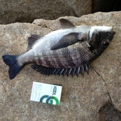 手作り撒き餌でチヌ　高砂埋立地