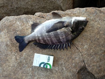 手作り撒き餌でチヌ　高砂埋立地