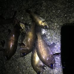 真夜中のメバリング