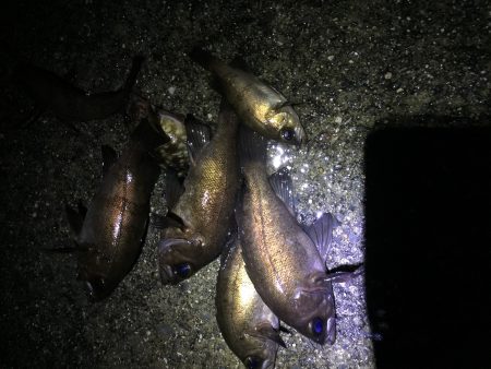 真夜中のメバリング