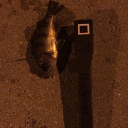 東二見　激渋のメバリング