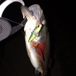 湾奥シーバスパトロール