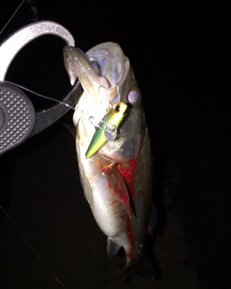 湾奥シーバスパトロール