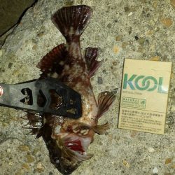 林崎漁港　デカガシラ