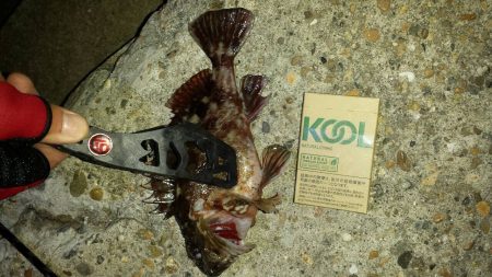 林崎漁港　デカガシラ