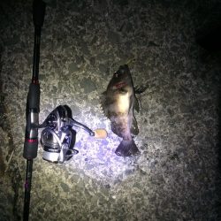 りんくう　フロートリグ爆釣‼︎