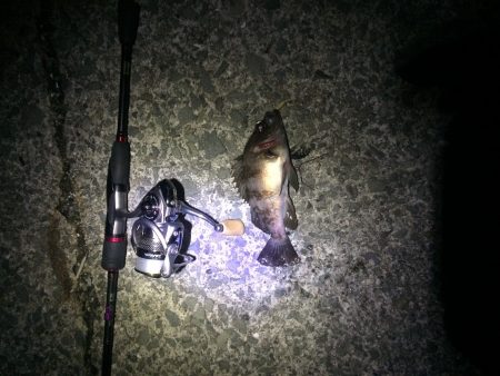 りんくう　フロートリグ爆釣‼︎