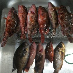 小ぶりながら大漁で子供も大満足^_^