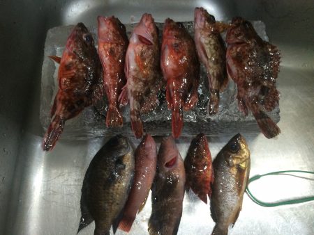 小ぶりながら大漁で子供も大満足^_^