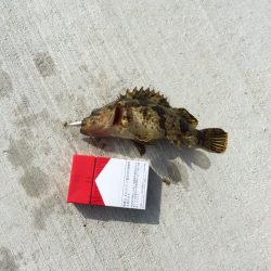 淡輪漁港へ今年初釣行