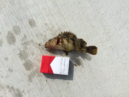 淡輪漁港へ今年初釣行