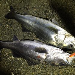 岡田浦漁港　フラペンシーバス