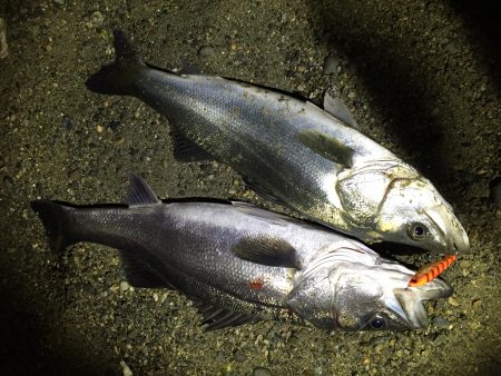 岡田浦漁港　フラペンシーバス