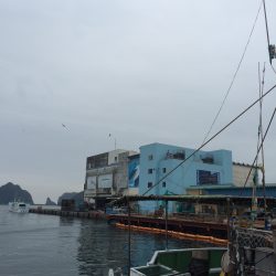 カマスがまた釣れだしました