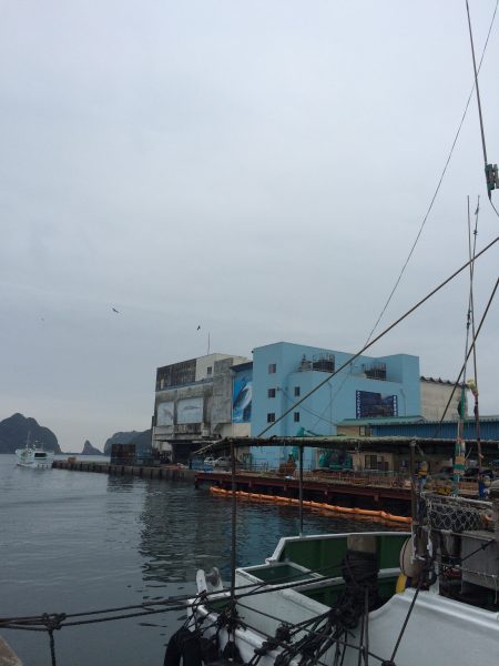 カマスがまた釣れだしました