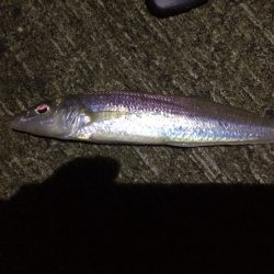 淡輪近辺 ライトゲーム