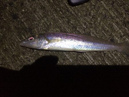 淡輪近辺 ライトゲーム