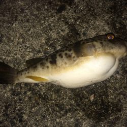 加太漁港でのライトゲーム