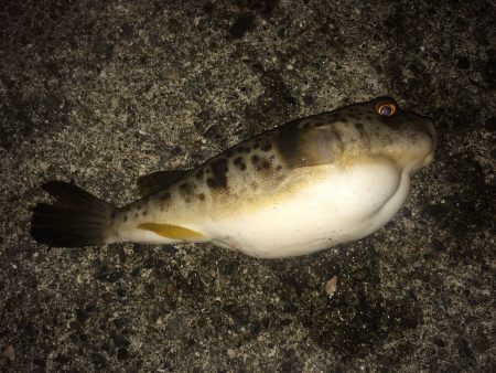 加太漁港でのライトゲーム