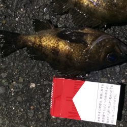 メバルリベンジ釣行