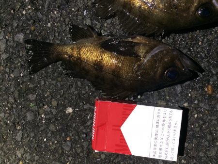 メバルリベンジ釣行