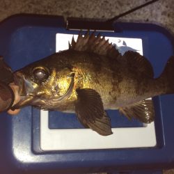 芳養漁港　人生初のメバリング