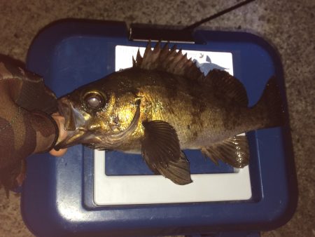 芳養漁港　人生初のメバリング