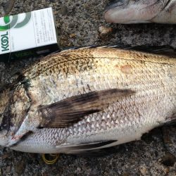 高砂埋立地 フカセのシーズン到来