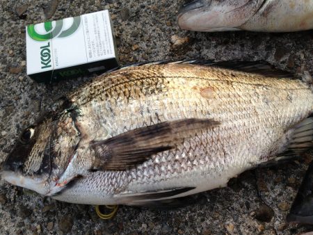 高砂埋立地　フカセのシーズン到来