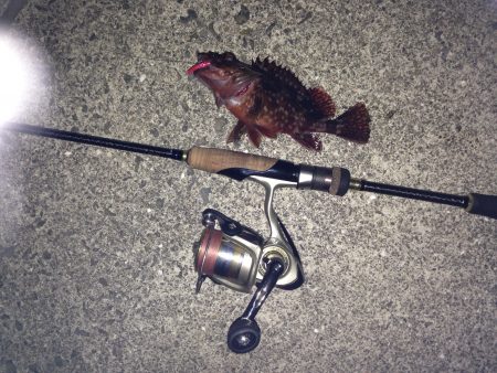 神戸空港でメバリングも思いの外、風強く…