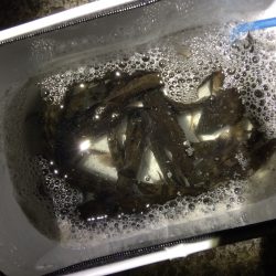 りんくうメバリング　風裏見つけて爆釣‼︎‼︎