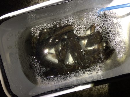 りんくうメバリング　風裏見つけて爆釣‼︎‼…