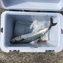 昨日早朝のリベンジ(青物)