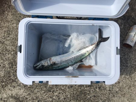 昨日早朝のリベンジ(青物)