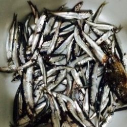 サビキはつれたがフカセは惨敗　サビキでイワシの釣果